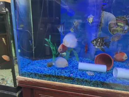 Snow White Discus 4"+