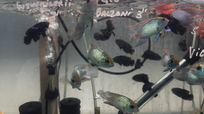 America Cichlid Electric Blue Acara