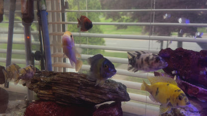 BICOLOR 500 Peacock Males