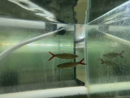 Red Tail Chalseus 5.5”-6”