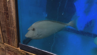 Vlamingi Unicorn Tang