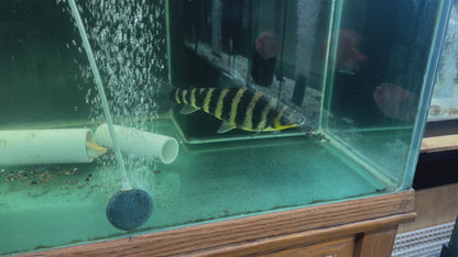 Black Banded Leporinus (Leporinus Fasciatus)