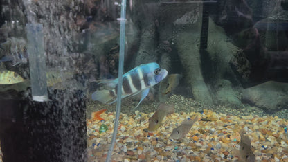 Kapampa Frontosa Cichlid Large Male (LAST ONE IN STOCK)