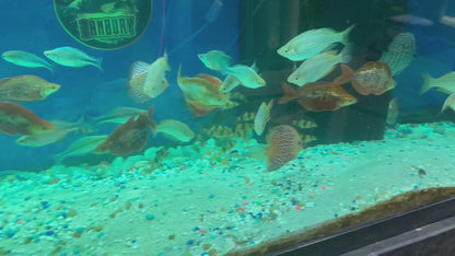 RAINBOW – YELLOW Melanotaenia herbertaxelrodi