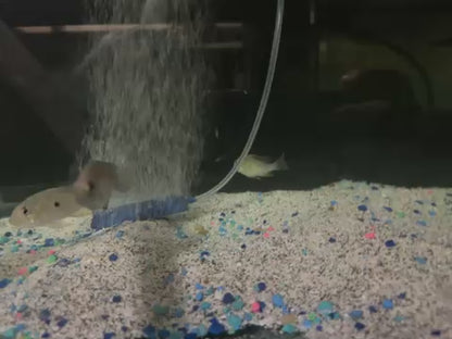 Pinstripe Damba Cichlid (Paretroplus Menarambo) 3”+