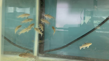 Hifin Spotted Knight Goby