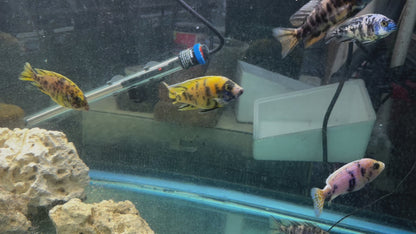 African Cichlid OB Peacock