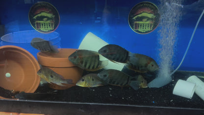 Red Shoulder Severum (Heros Efasciatus)