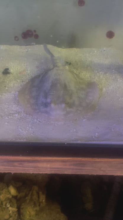 Atlantic Yellow DOT Stingray