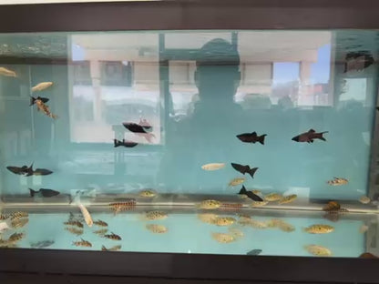 Molly Mixed Assorted