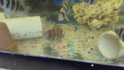 Red Frontosa (Cyphotilapia frontosa) 3"-4"