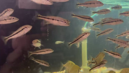 Fogo Peacock Bass (Cichla Marinae) 3"-4" (RARE)