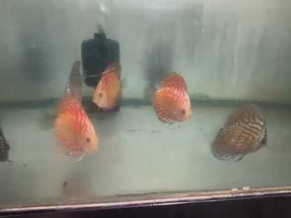 Golden Rainbow Discus