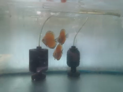 Yellow Marlboro Discus