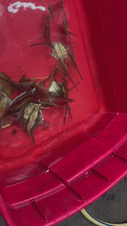 San Felipe Angelfish (Pterophyllum Altum)