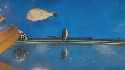 White Faced Butterflyfish