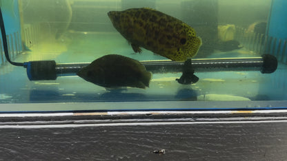 African Leopard Leaf Fish (Ctenopoma Acutirostre) 5"
