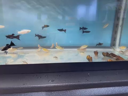 American Flag Fish