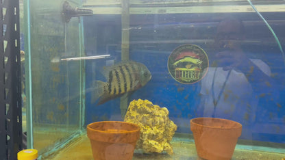 Red Wild Tiger Severum Rio Negro Curare (Heros Severus)