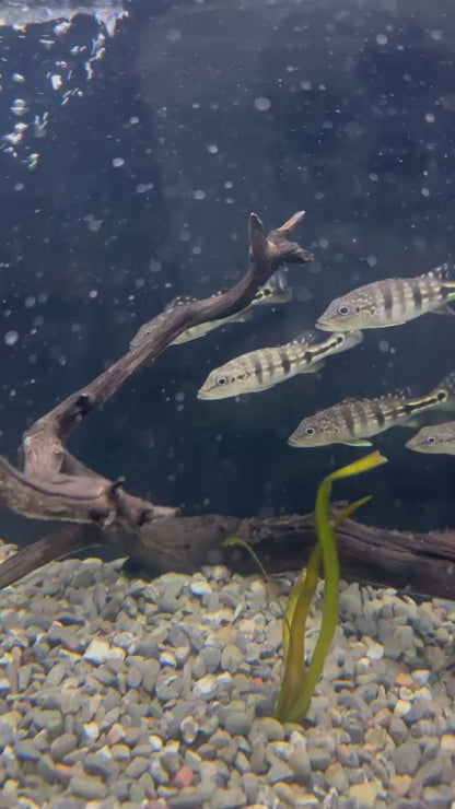 Azul Peacock Bass (Cichla Piquiti)