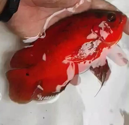 Super Fire Red Oscar (Astronotus ocellatus) 5”