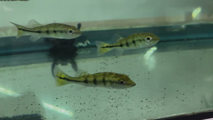 Peacock Bass Monoculus