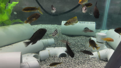 Julidochromis ornatus ”Zambia”