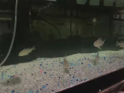 Acarichthys heckelii  Threadfin Acara 3"-4"