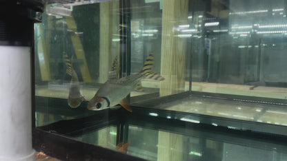 Flagtail Prochilodus