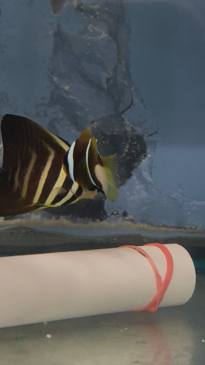 Biota Captive-Bred Blue Striped Clownfish