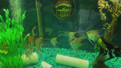 San Felipe Angelfish (Pterophyllum Altum)