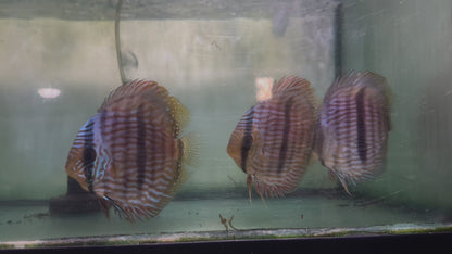 Wild Discus Blue Face Heckel 5"-6"