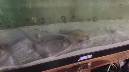 Blue Dot Diamond Stingray