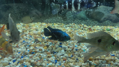 American Cichlid Electric Blue Jack Dempsey