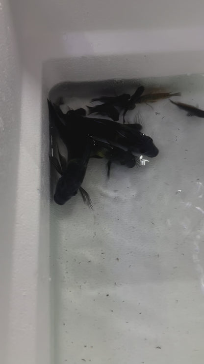 African Cichlid Tropheus Duboisi