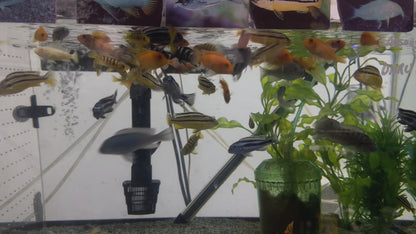 ASSORTED MBUNA CICHLID – ROCK-DWELLING MBUNA CICHLID