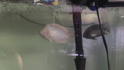 Albino Convict Cichlid 5”