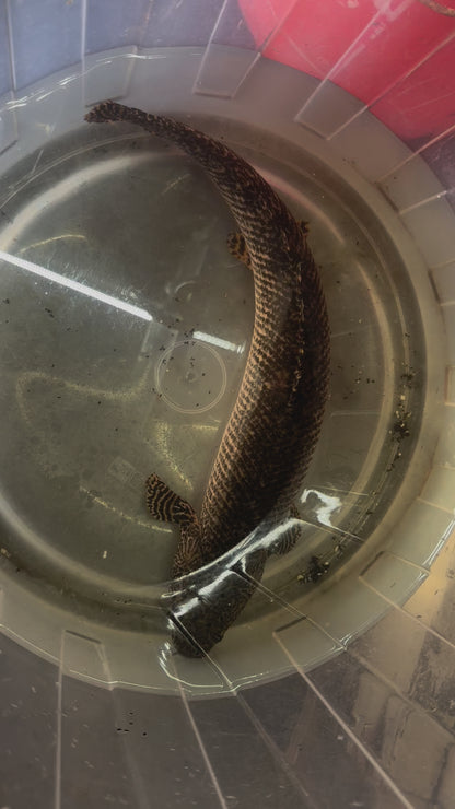 Ornate Bichir (Polypterus ornatipinnis)