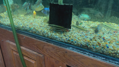 Zebrina Pike Cichlid (Crenicichla Zebrina)