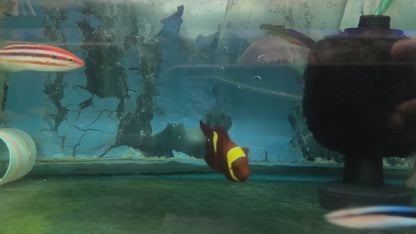 gold stripe maroon clownfish SM