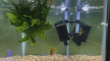 Orange Chromide (Etroplus maculatus)