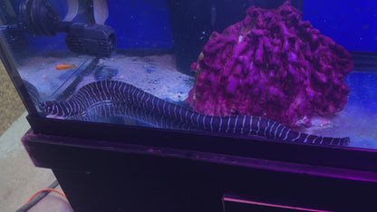 WHITE-EYED MORAY EEL OR GREYFACE MORAY EEL 12"-15"