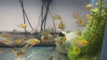 Hi Fin Lyretail Blue Ram