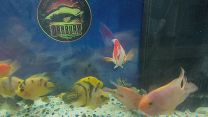 Red & White Santa Parrotfish