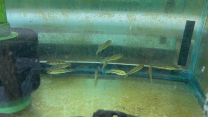 Temensis Peacock Bass (Cichla temensis) 2.5"-3"
