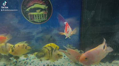 Red & White Santa Parrotfish