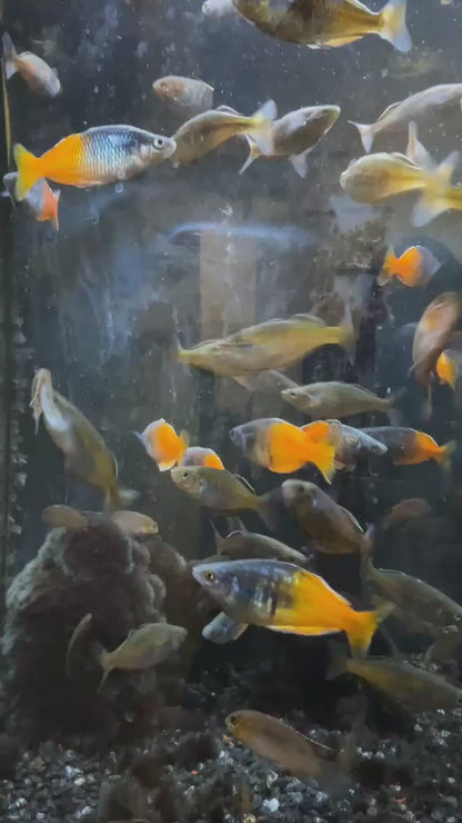 Boesmani Rainbowfish