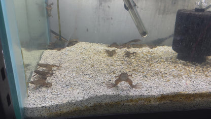 African clawed frog