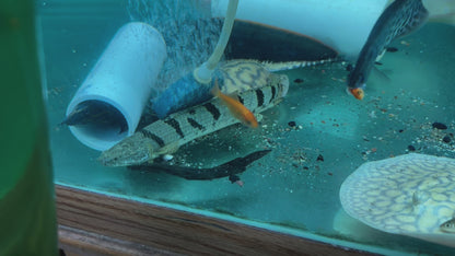 Guinean Bichir (Polypterus ansorgii) 4"