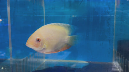 Gold Severum (Heros Severus)